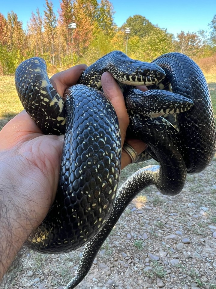 Black Kingsnakes